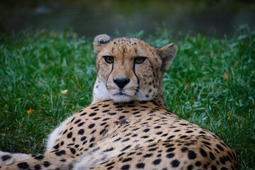 Gepard, cheetah, big cat, cats © Jim Barris
