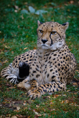 Gepard, cheetah, big cat, cats © Jim Barris
