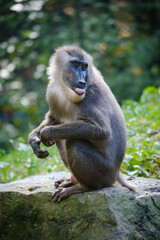 Monkey, primat drill