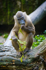 Monkey, primat drill