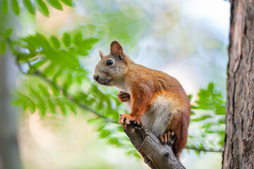 A red squirrel In the forests near Moscow.