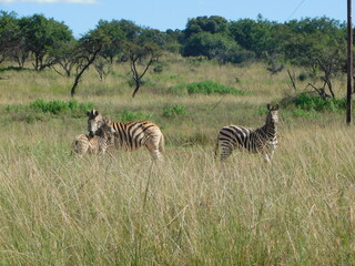 Fototapeta na wymiar Zebras in the African Bushveld