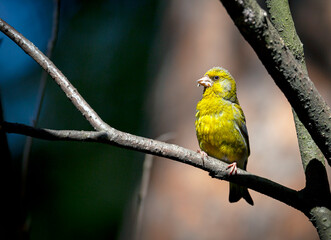 The European greenfinch or simply the greenfinch (Chloris chloris) is a small passerine bird in the finch family Fringillidae.