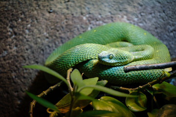 Snake, green snake, terarium