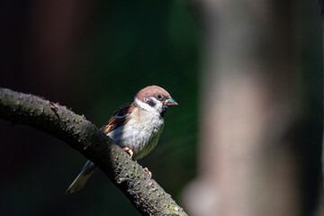 A sparrow sits on a branch of a blossoming plum close-up.