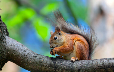 Naklejka na ściany i meble A red squirrel In the forests near Moscow.