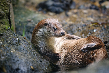 lying otter, animal, portrait