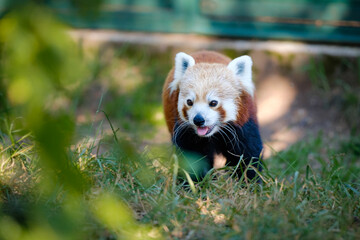 red panda, portrait of panda