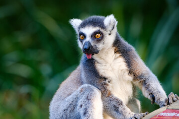 Lemur catta, monkey, portrait