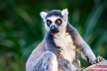 Lemur catta, monkey, portrait