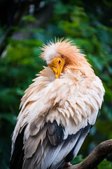 egyptian vulture, pink, animal