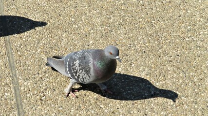 Friendly pigeon