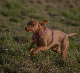 A ungarian magyar vizsla dog in action closeup in jena