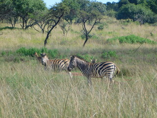 Fototapeta na wymiar Full body side view of two Zebras, faces turned towards the camera, and buck standing in a bush, in a long grass field, scattered trees, in South Africa, North West