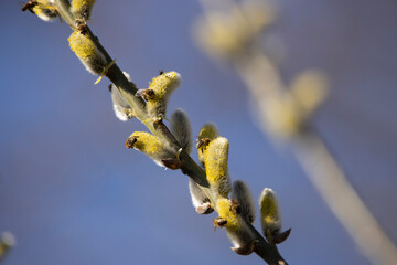 willow branches with catkins with bees collecting nectar