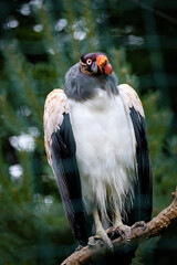 King vulture in the nature