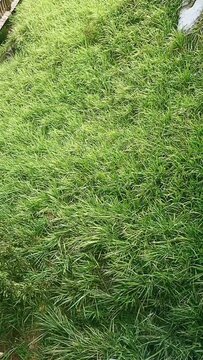 green grass texture