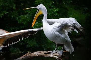 pelican, white bird, big bird, poink pelicans