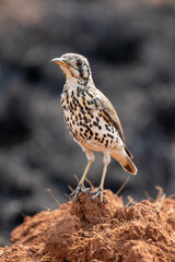 Groundscraper Thrush, Kruger National Park