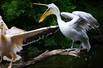 pelican, white bird, big bird, poink pelicans