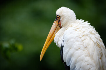 milky stork, bird, standing bird