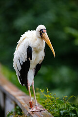 milky stork, bird, standing bird