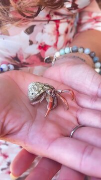 little crab