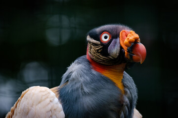 King vulture in the nature