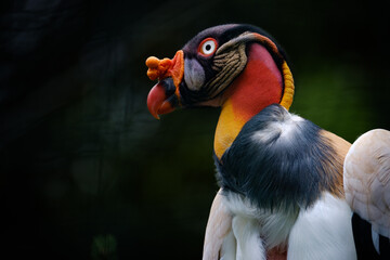King vulture in the nature