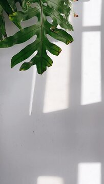 palm leaves in the window light