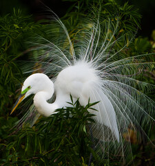 Great Egret Courtship Display © Mark