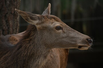 venada hembra en bosque 
Chiapas, México