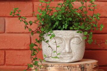 Styl Boho. Kwiat Callisia w doniczce głowa na tle czerwonych cegieł.  Callisia flower in a pot against a background of red bricks. - obrazy, fototapety, plakaty
