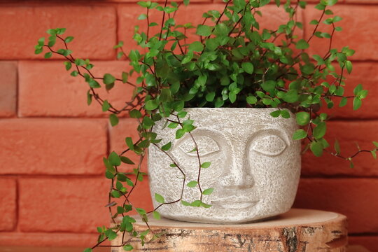 Fototapeta Styl Boho. Kwiat Callisia w doniczce głowa na tle czerwonych cegieł.  Callisia flower in a pot against a background of red bricks.