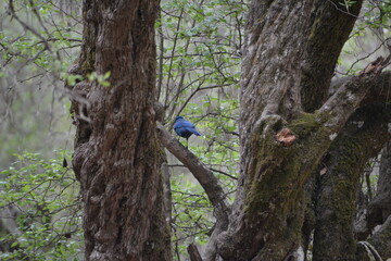 blue jay en bosque de chiapas