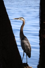 great blue heron in the water