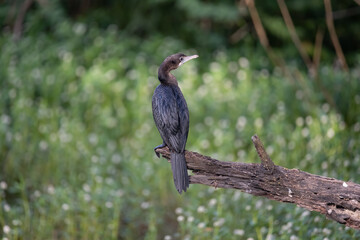 Cormorant patiently relaxing on a tree branch and enjoying solidarity in the forrest