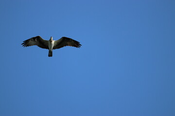 Obraz premium Eagle flying overhead