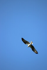 Eagle flying over