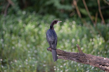 Cormorant patiently relaxing on a tree branch and enjoying solidarity in the forrest