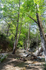 Sunny view of the Switzer Falls Trail