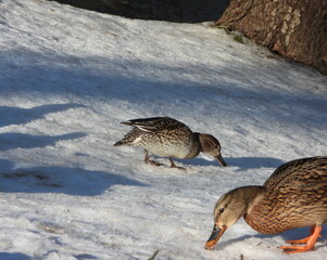 The Eurasian teal (Anas crecca), common teal, or Eurasian green-winged teal is a common and widespread duck which breeds in temperate Eurosiberia and migrates south in winter. Female