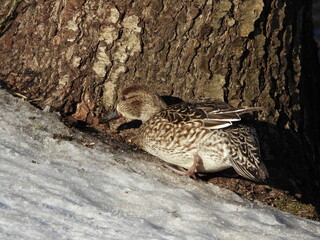 The Eurasian teal (Anas crecca), common teal, or Eurasian green-winged teal is a common and widespread duck which breeds in temperate Eurosiberia and migrates south in winter. Female