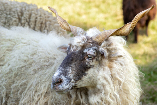 head of racka sheep with twisted horns
