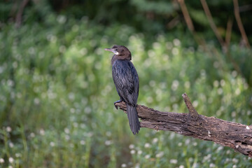 Cormorant patiently relaxing on a tree branch and enjoying solidarity in the forrest
