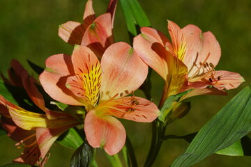 Close up of orange yellow flowers of Peruvian lily, lily of the Incas (Alstroemeria). Isolated on a blurred green garden. Netherlands.