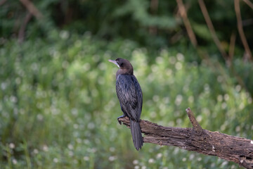 Cormorant patiently relaxing on a tree branch and enjoying solidarity in the forrest