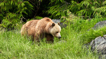 A brown mother grizzly bear in the long bright green springtime grass.