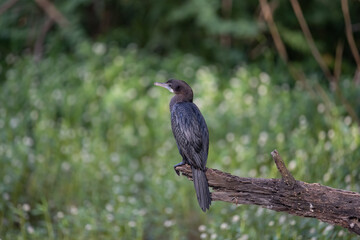 Cormorant or Darter bird waiting patiently on a branch of tree during morning hours