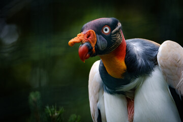 king vulture